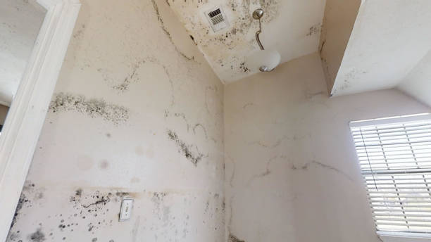 Mold Odor Removal Services in Granville, WV