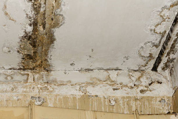 Best Crawl Space Mold Remediation  in Granville, WV