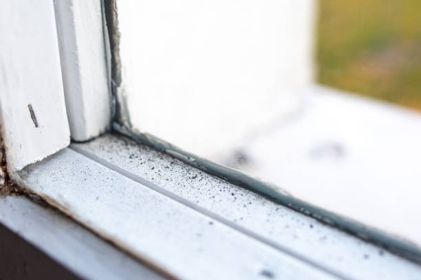 Granville, WV Mold Removal Company