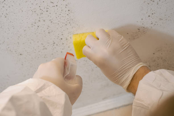 Best Comprehensive Air Testing for Mold Contaminants  in Granville, WV