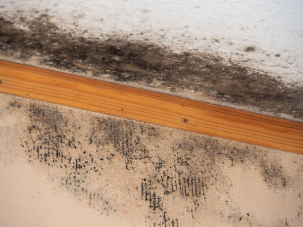 Best Mold Remediation for Healthcare Facilities  in Granville, WV