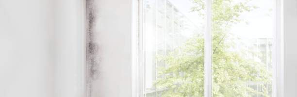 Best Industrial Mold Remediation  in Granville, WV